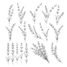 Set Of Lavender Flowers Elements. Collection Of Lavender Flowers On A White Background. Vector Illustration Bundle.