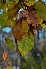 Wall Mural - autumn leaves