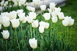 Fototapeta Tulipany - natural white tulips close up view