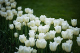 Fototapeta Tulipany - natural white tulips close up view