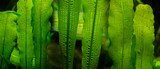 Aponogeton madagascariensis aquarium plant close up