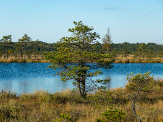Wall Mural - dark swamp lakes and small pines, reed and marsh landscape in the swamp