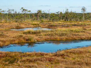 Wall Mural - dark swamp lakes and small pines, reed and marsh landscape in the swamp
