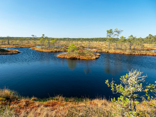 Wall Mural - dark swamp lakes and small pines, reed and marsh landscape in the swamp