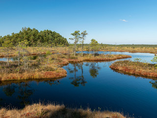 Wall Mural - dark swamp lakes and small pines, reed and marsh landscape in the swamp