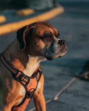 Calm Boxer Dog In Harness Spending Time Strolling In Urban Street At Sunset Looking Away