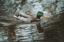 Graceful Mallard Duck Swimming In Dark Water With Ripples In Tollymore Forest Park On Northern Ireland