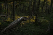 © Erick Strange/ADDICTIVE STOCK - Tree trunk fallen in the middle of a green forest covered in green grass in Torres del Paine National Park
