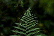 © Erick Strange/ADDICTIVE STOCK - Fresh verdant fern foliage on blurred background