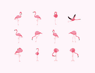 Sticker - Flamingos birds set vector design