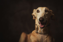 Obedient Brown Longdog Dog With Mouth Open In Trendy Wide Collar Looking Away With Surprise Against Dark Blurred Wall In Studio
