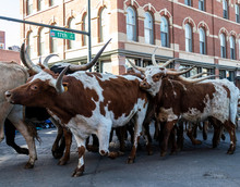 Denver, Colorado, January 9, 2020: Annual National Western Stock Show Kick-Off Parade Travels Up 17 Street