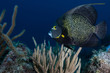 © Joost Boerman/ADDICTIVE STOCK - Side view of black French Angelfish with yellow spot swimming among seaweed deep in ocean