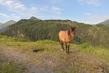 High Angle Of Brown Tethered Horse Grazing On Glade With Lush Green Grass Beside Dirt Road Against Picturesque Forested Hills Under Blue Sky In Summer Sunny Day In Omalo
