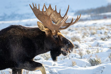 Bull Moose Closup