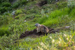© Pol Sole/ADDICTIVE STOCK - Adorable wild animal burrowing and sitting on green meadow in Switzerland mountains