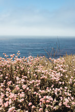 Bright Shore With Blossoming Flowers And Clean Blue Water Under Light Cloudy Sky In Big Sur