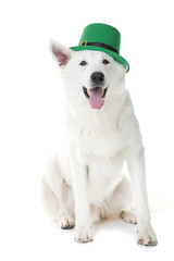 Wall Mural - Swiss shepherd dog with green hat on white background