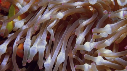 Wall Mural - Nemo clown fish in the anemone on the colorful healthy coral reef. Anemonefish nemo couple swimming underwater.