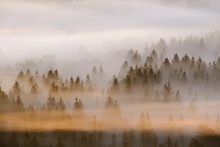 Germany, Bavaria, Aerial View Of Thick Morning Fog Shrouding Forest In Isarauen Nature Reserve