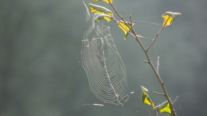 leaves in the wind