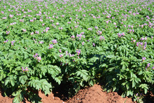Close Up Of Blooming Russet Potato Plants With Purple Flowers.