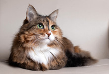 Domestic Long Hair Cat. Close-up Of A Red Cat Looking At The Camera. A Beautiful Old Cat With Green, Intelligent Eyes. The Cat's Coat Is Tricolored