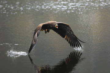 Wall Mural - White-tailed eagle flying above the water, wings in water, natural scene,  Haliaeetus albicilla