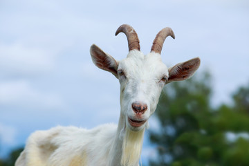 Wall Mural - Portrait of goat