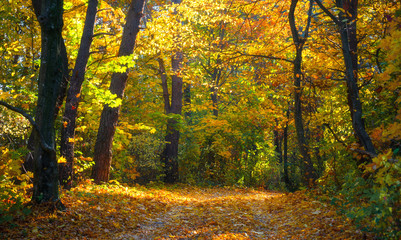 Poster - Autumn forest with yellow leaves