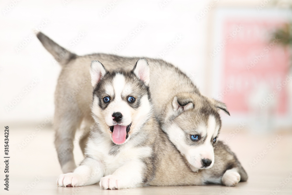 Husky puppies lying in room at home - obrazy, fototapety, plakaty 