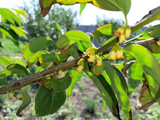 Wall Mural - Summer day. On a branch of a tropical persimmon tree, green leaves and yellow flowers.