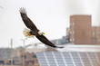 A bald eagle hunts over the Iowa River in downtown Iowa City on Monday, Jan. 13, 2019.