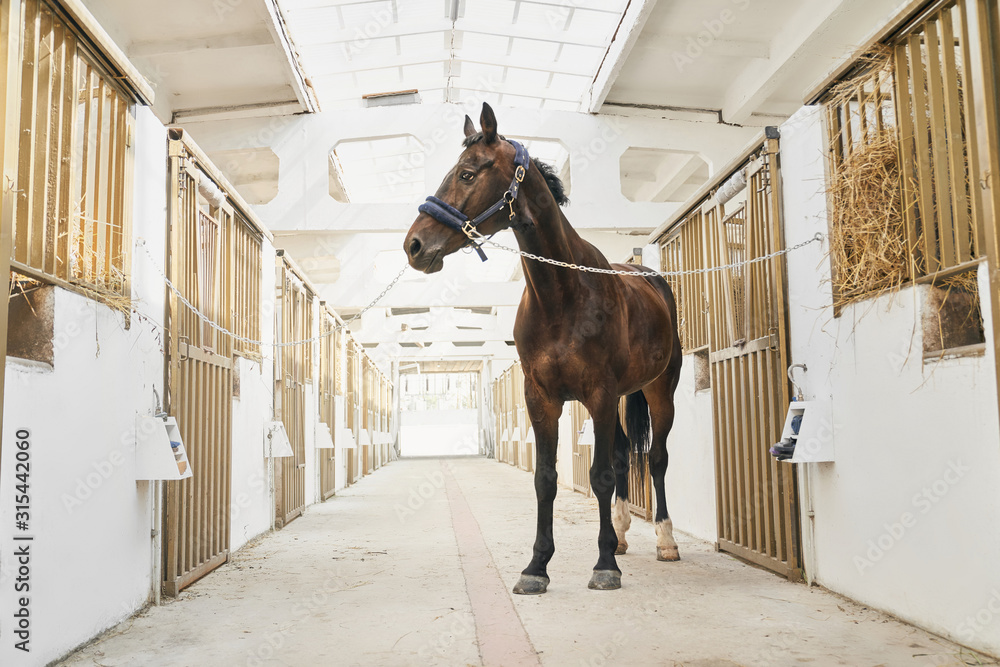 Full length portrait of strong purebred horse in stable - obrazy, fototapety, plakaty 
