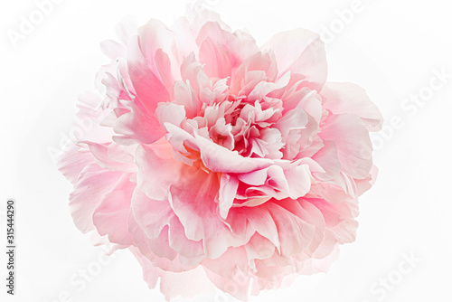 Cuadros en Lienzo fresh peony flower on the white background