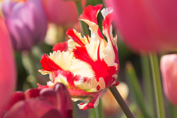 Tulip beauty