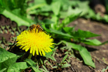 A Bee Pollinates A Yellow Dandelion Flower In The Garden