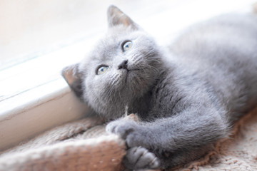 Wall Mural - A British kitten is lying on the windowsill. Cute kitten. Magazine cover. Pet. Grey kitten. . Kitten at the window.