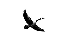 Goose Symbol Vector Royalty Logo Design Inspiration