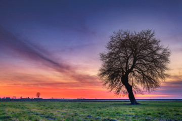 Poster - Lonely tree on colorful sky background during sunset