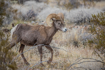 Male bighorn sheep