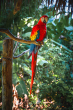 Scarlet Macaw Standing On A Branch In The Middle Of The Jungle.