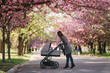 © Aleksandr - Happy mom walk with her little baby girl in stroller. Background of pink sakura tree
