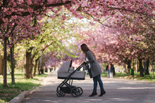 Happy Mom Walk With Her Little Baby Girl In Stroller. Background Of Pink Sakura Tree