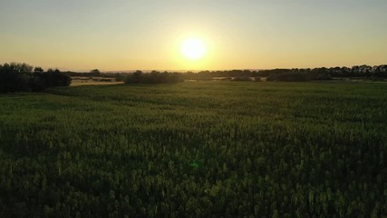 Wall Mural - Wide aerial sunset view of a beautiful marijuana CBD hemp field