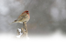 House Finch, Haemorhous Mexicanus, In Snow Storm
