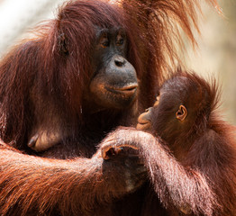 Wall Mural - Mother and child orangutan look adoringly into each others eyes