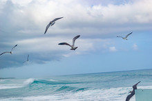 Birds Flying Over The Sea