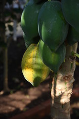 Canvas Print - Papaya fruits / Papaya fruits are also used for raw foods, dried fruits and salads.