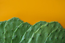 Opuntia Cactus Nopal On Yellow Background